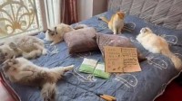 广州一民宿推猫咪侍寝服务 接待顾客已超700人