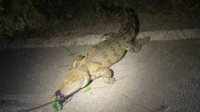武汉高湖出现鳄鱼 初判系人为放生 近日已捕获5只