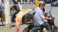 钓鱼佬电动车绑60斤大鱼遛街 交警：不违规 但不提倡