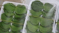 紫苏叶按片卖最多日营收1万 采摘工人用尺子量大小