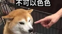 “不可以色色”原型狗狗 柴犬PON去世：享年17岁