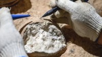8600万年前！我国科学家准确测定恐龙蛋化石年龄