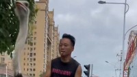 男子骑鸵鸟上路称