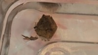 TikTok网友因救治宠物蟹走红:腿全没了 只有一只钳子