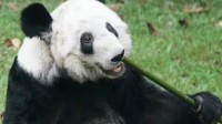 公安部公开网络犯罪典型：炮制熊猫谣言煽动网暴获刑