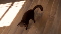 B社发撸可爱猫咪视频竟被玩家狂喷！原因很是奇怪