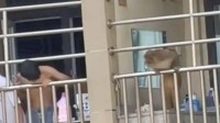 贵州大学宿舍遇“辅导猿查寝” 校方：系保护动物
