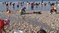 海滩退潮遍地生蚝 市民捡到手软 纷纷露出丰收的喜悦
