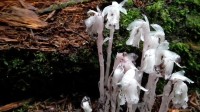 重庆两地发现上百株