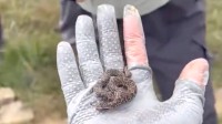 驴友爬山捡幼蛇轮流上手抚摸 系短尾蝮蛇有剧毒