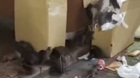 日本东京街头鼠患严重！有迪拜女游客脚被咬出血