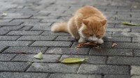 塞浦路斯人猫数量达1比1！哈基米统治了这里