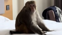 男子西藏旅游 回酒店发现猴子端庄坐床上:零食散一地