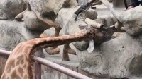 一长颈鹿头卡护栏脖子歪成90度 园方抡锤施救引争议