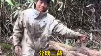 张家界荒野求生选手砍树引争议 官方：已办理伐木证
