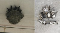 东北网友拍下大量燕子滞留：死了很多 已经飞不走了