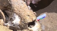 亚洲第一长洞已发现52具熊猫化石 追溯至约1400年前