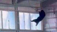 日本熊患频发:功夫黑熊破窗而入 在体育馆吊单杠