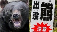 日本女演员住宅遭熊入侵 不得不搬家依然面临威胁