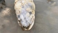 英国海边出现巨型海怪 居民称像外星生物：真相曝光