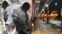 野熊连环伤人！日本极端呼声飙升：主张让熊灭绝