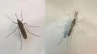 冰岛又发现第四只蚊子 地球上“无蚊净土”仅剩南极