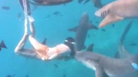 女子生理期海下潜水被鲨鱼咬伤 专家:血腥味刺激鲨鱼