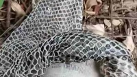 男子上山采药发现5米长巨型蛇蜕：光看到都害怕