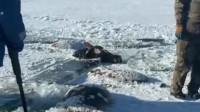 水库冰面下发现13匹冻死的马：马主人损失超30万元！
